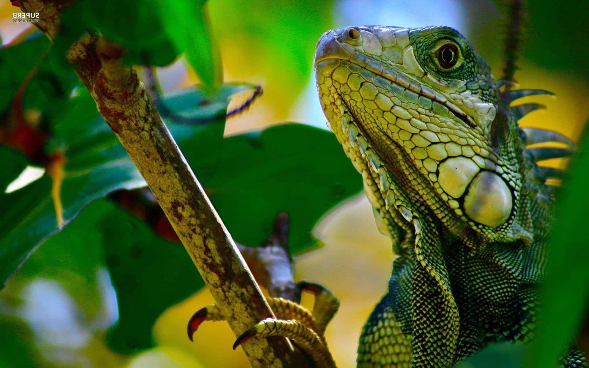 green iguana, branch, lush foliage, Full HD Desktop Wallpaper