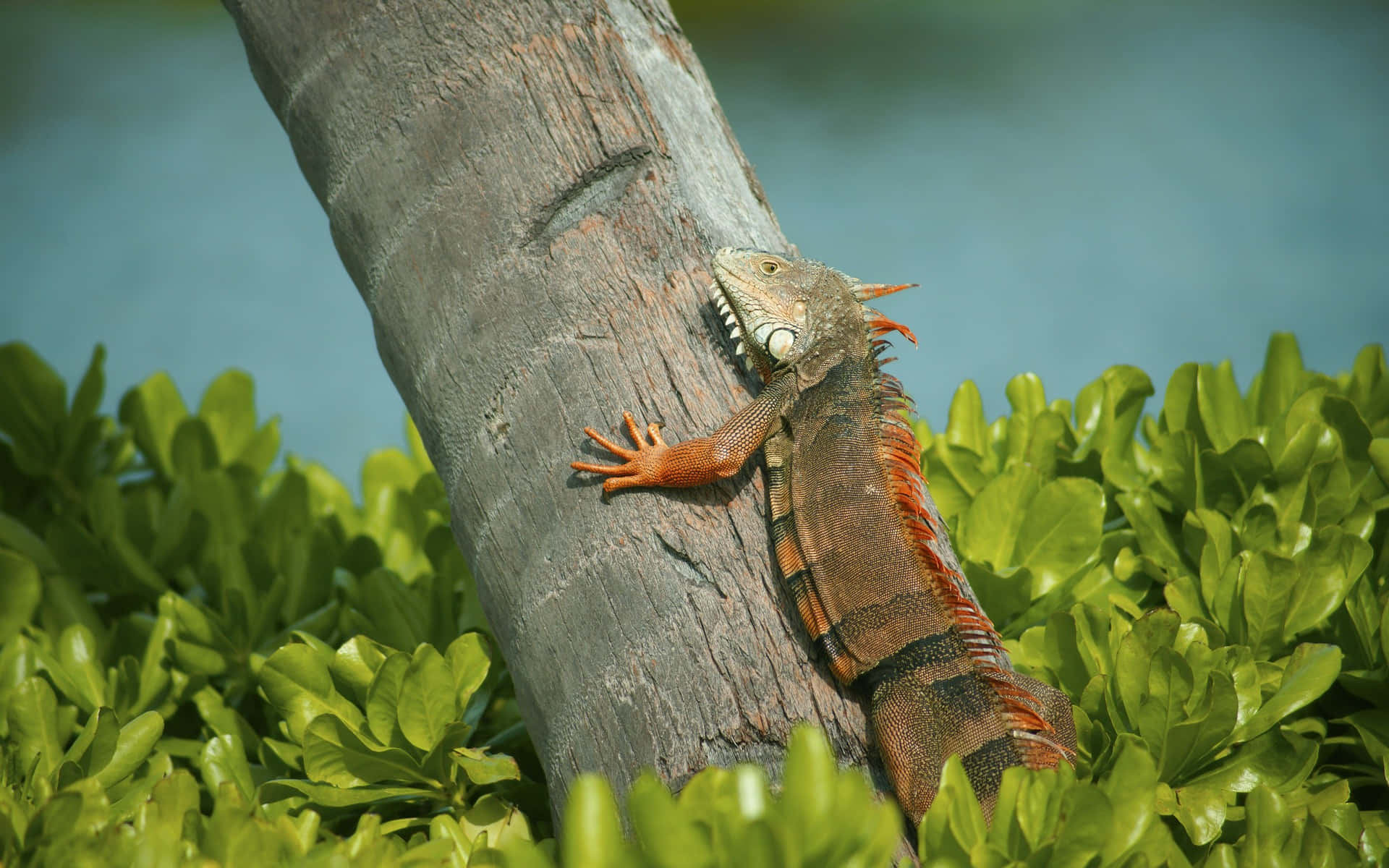 iguana, tree, vibrant green, Full HD Desktop Wallpaper