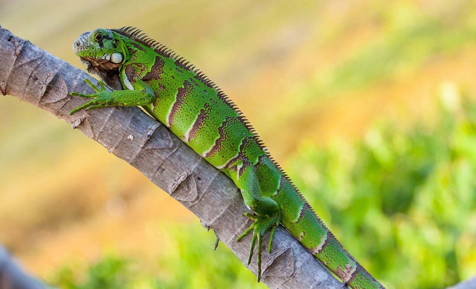 green iguana, spiky crest, textured tree branch, Full HD Desktop Wallpaper