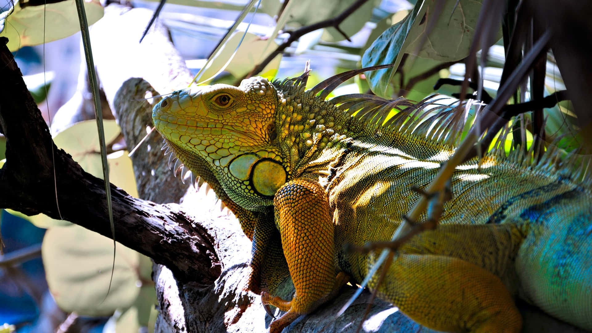 green iguana, sunlit tree branch, lush tropical leaves, Full HD Desktop Wallpaper