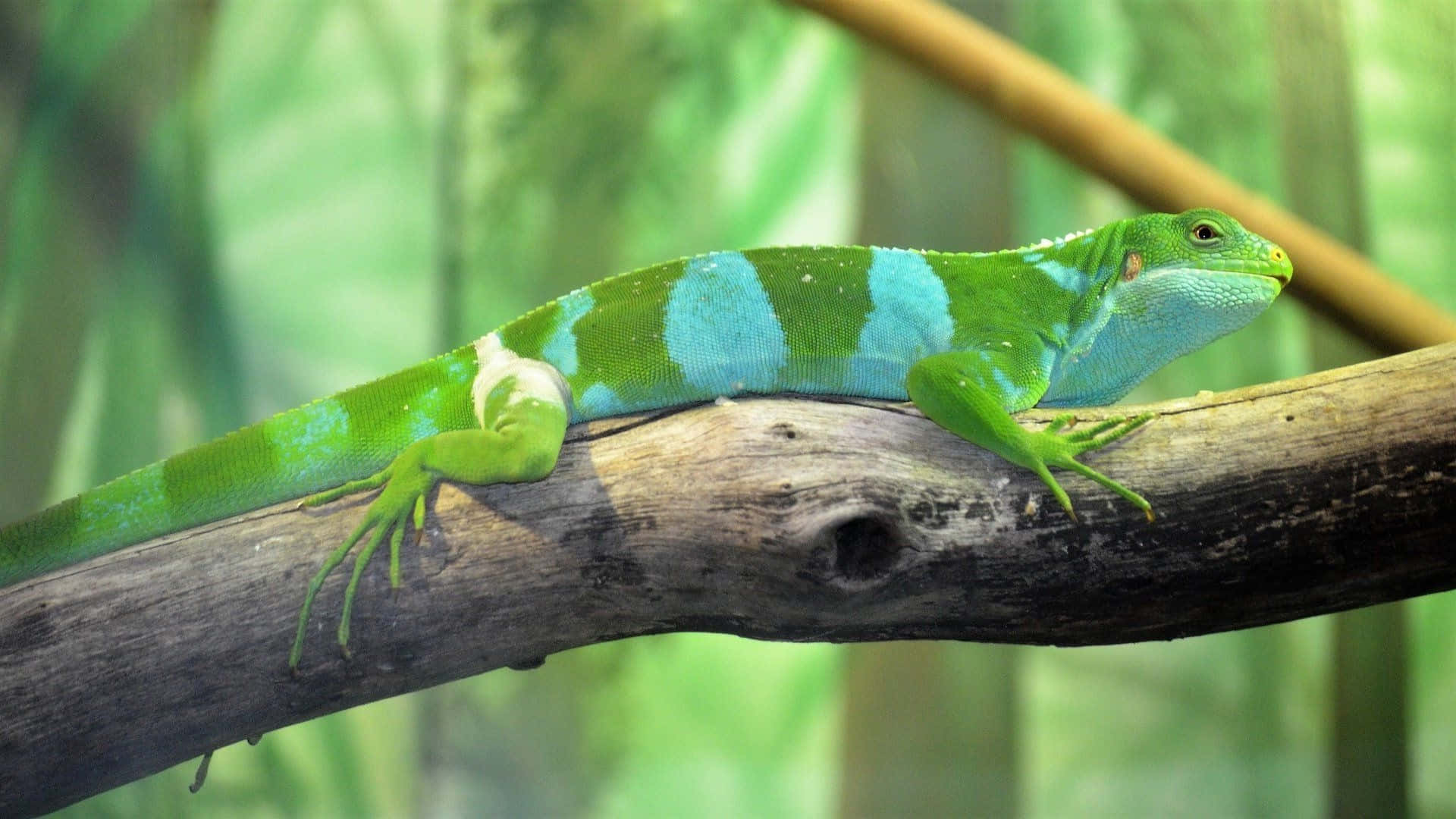 green iguana, turquoise stripes, weathered tree branch, Full HD Desktop Wallpaper
