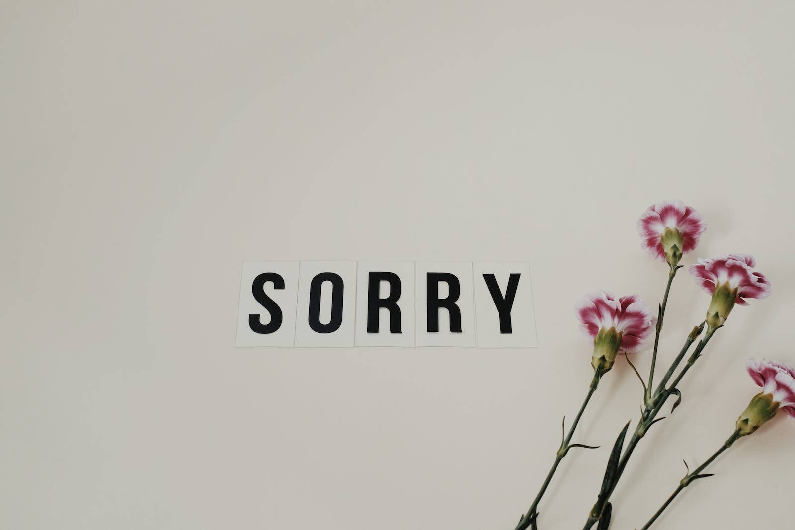 Im Sorry, carnation flowers, pink, HD Desktop Wallpaper