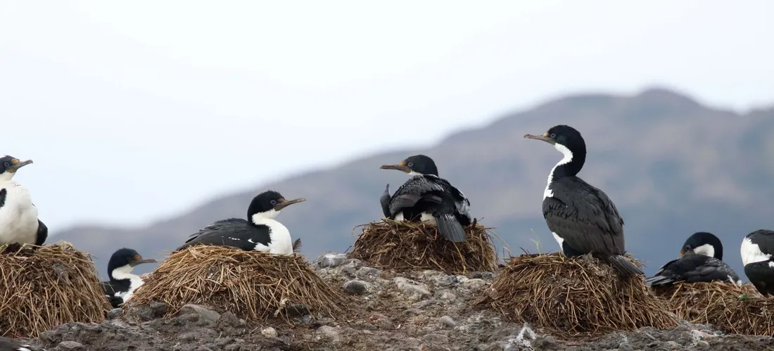 Imperial Shag