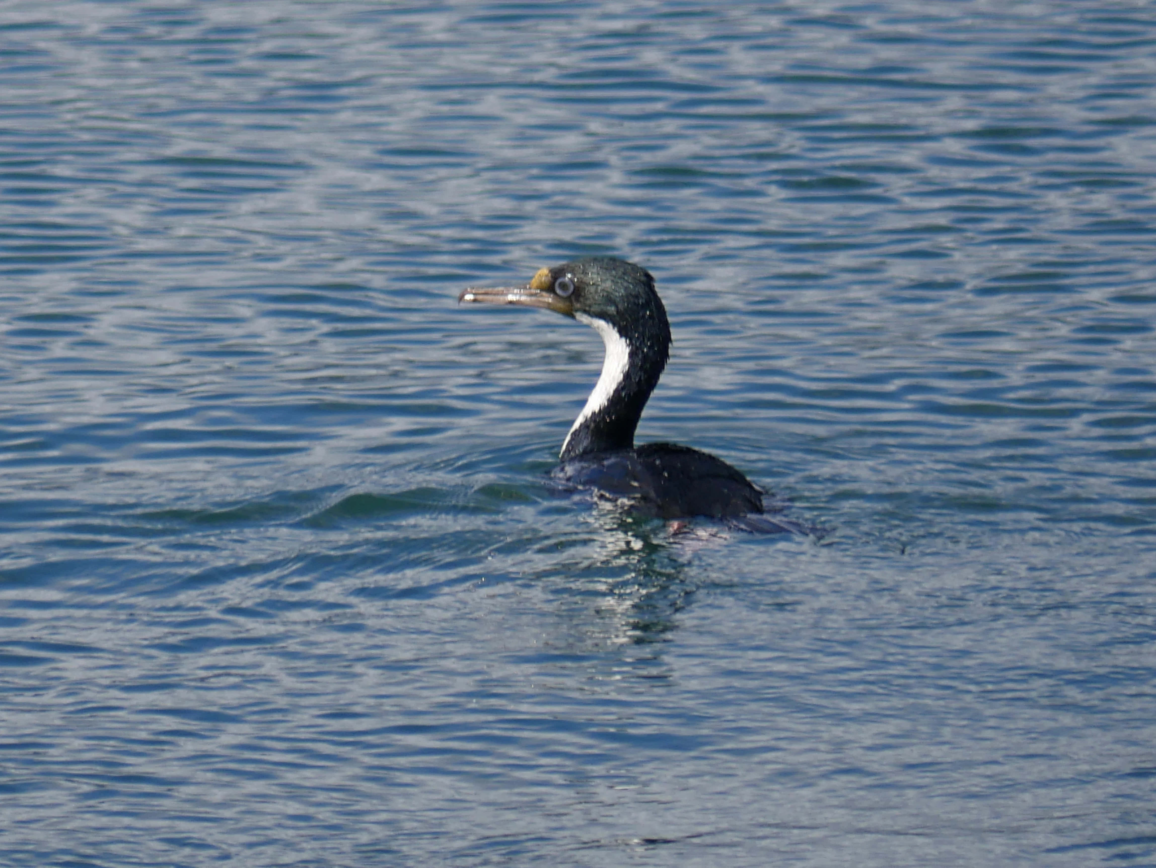 Imperial Shag, black and white cormorant, rippling blue water, 4K Desktop Wallpaper