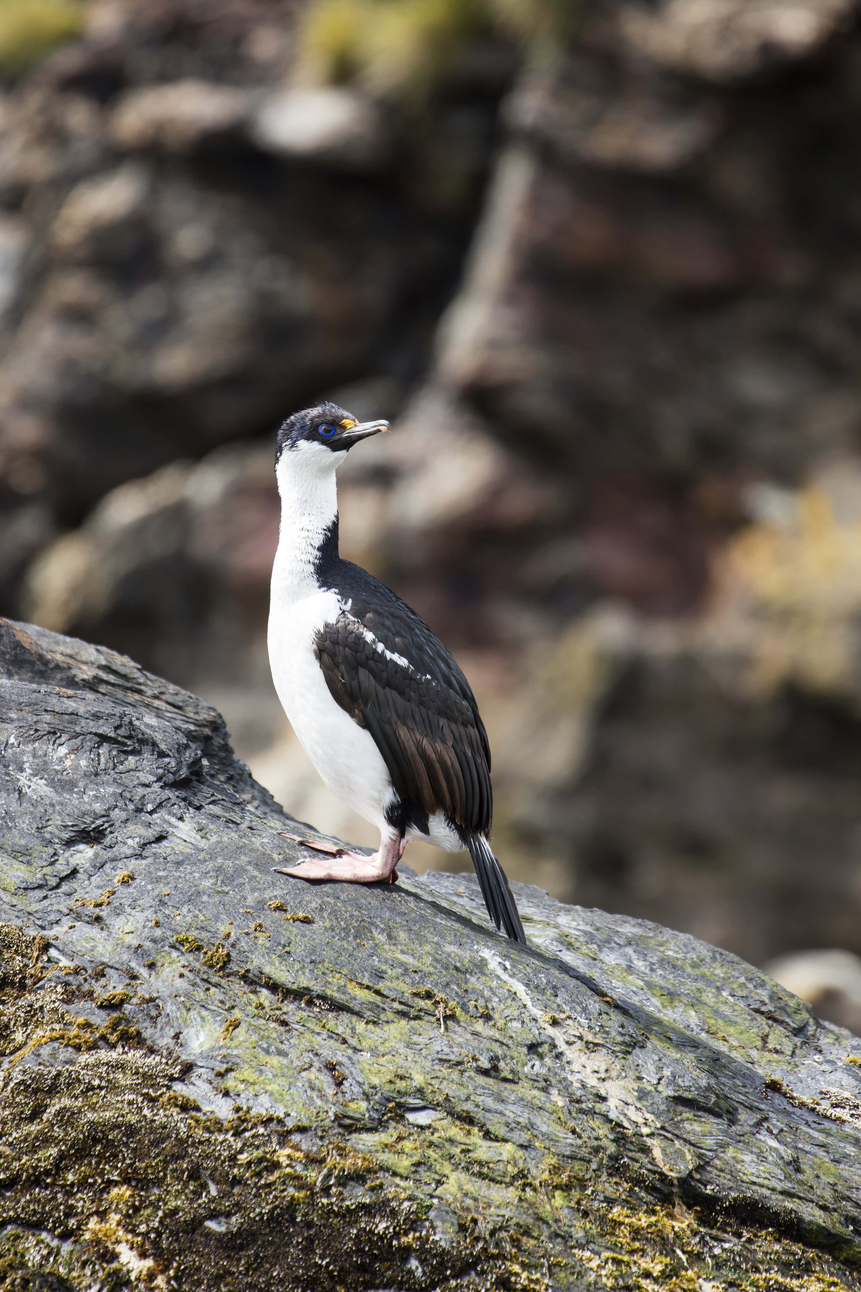 Imperial Shag, rocky shore, mossy gray rock, 4K Phone Wallpaper