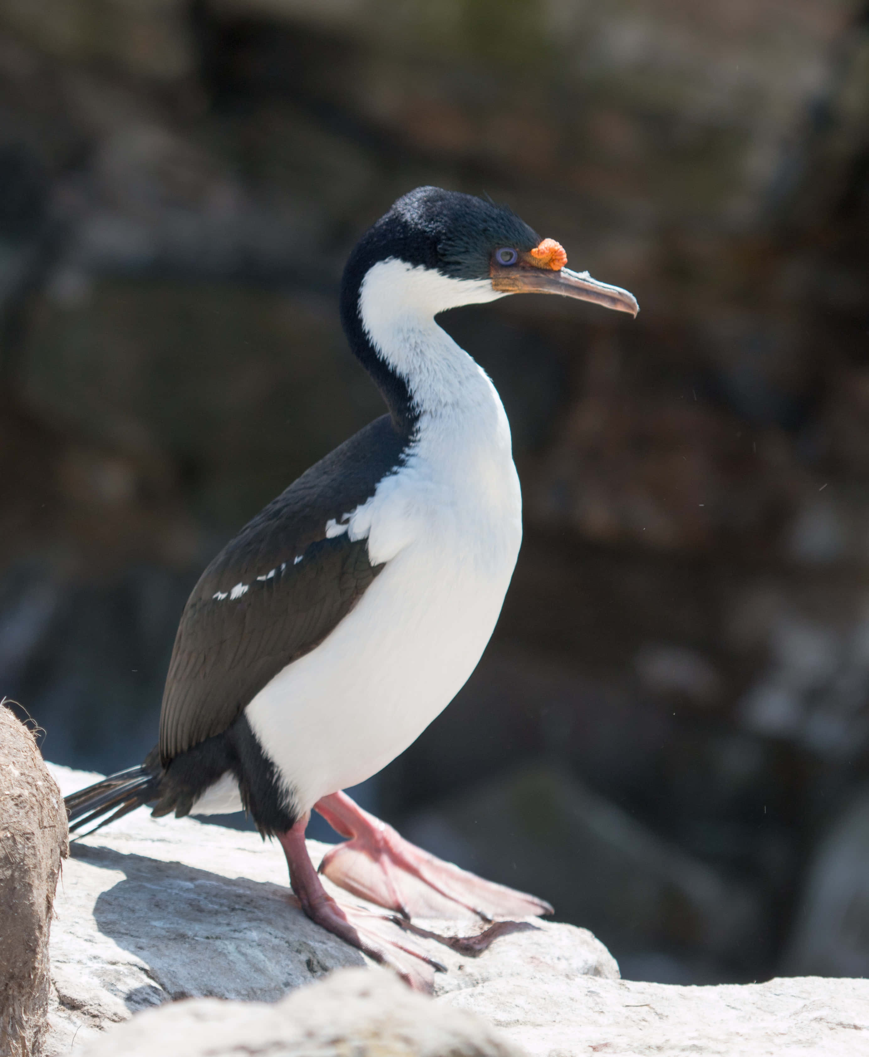 Imperial Shag, black and white cormorant, bright orange beak, 2K Phone Wallpaper