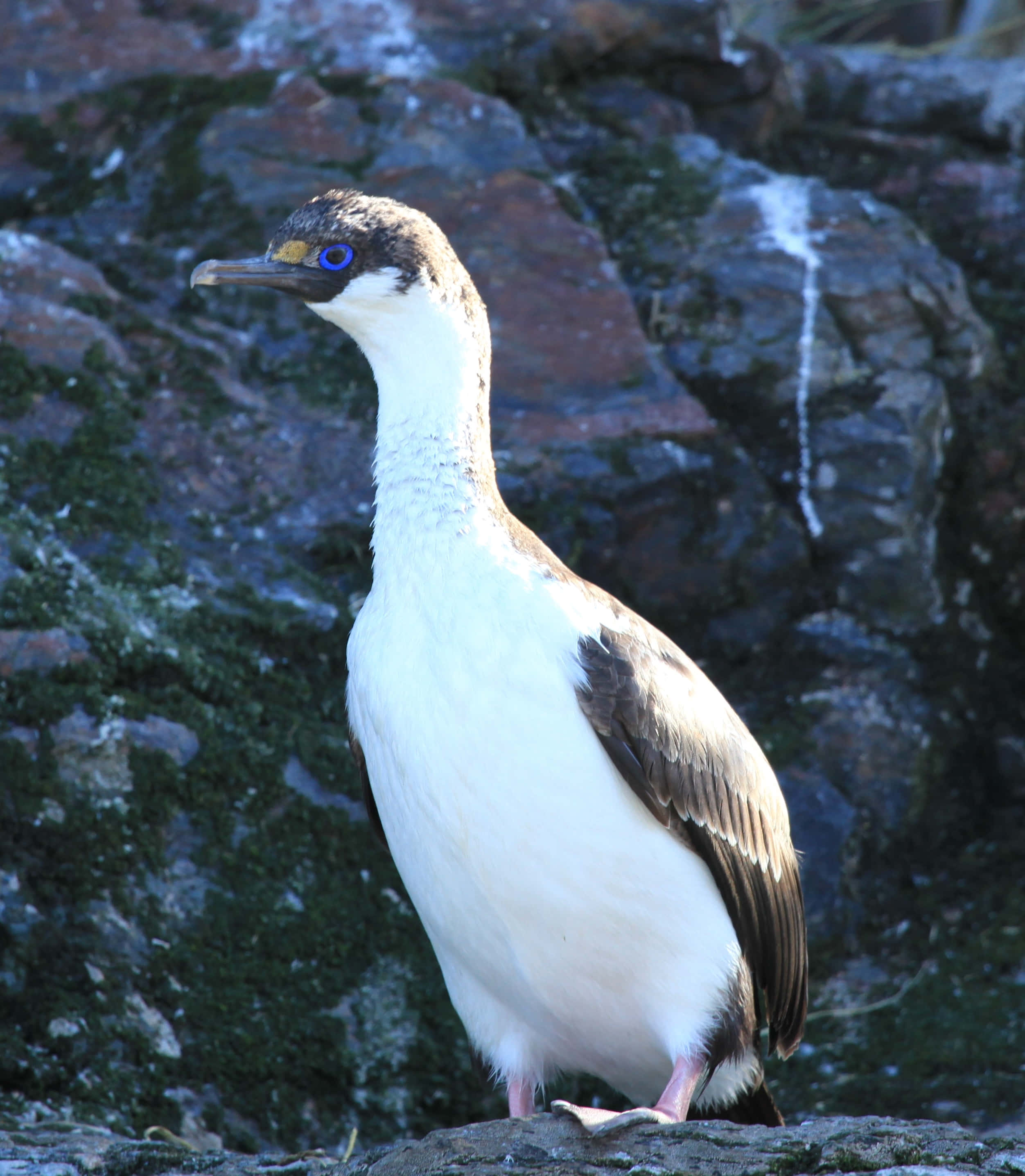 Imperial Shag, blue-eyed cormorant, mossy rocks, 2K Phone Wallpaper
