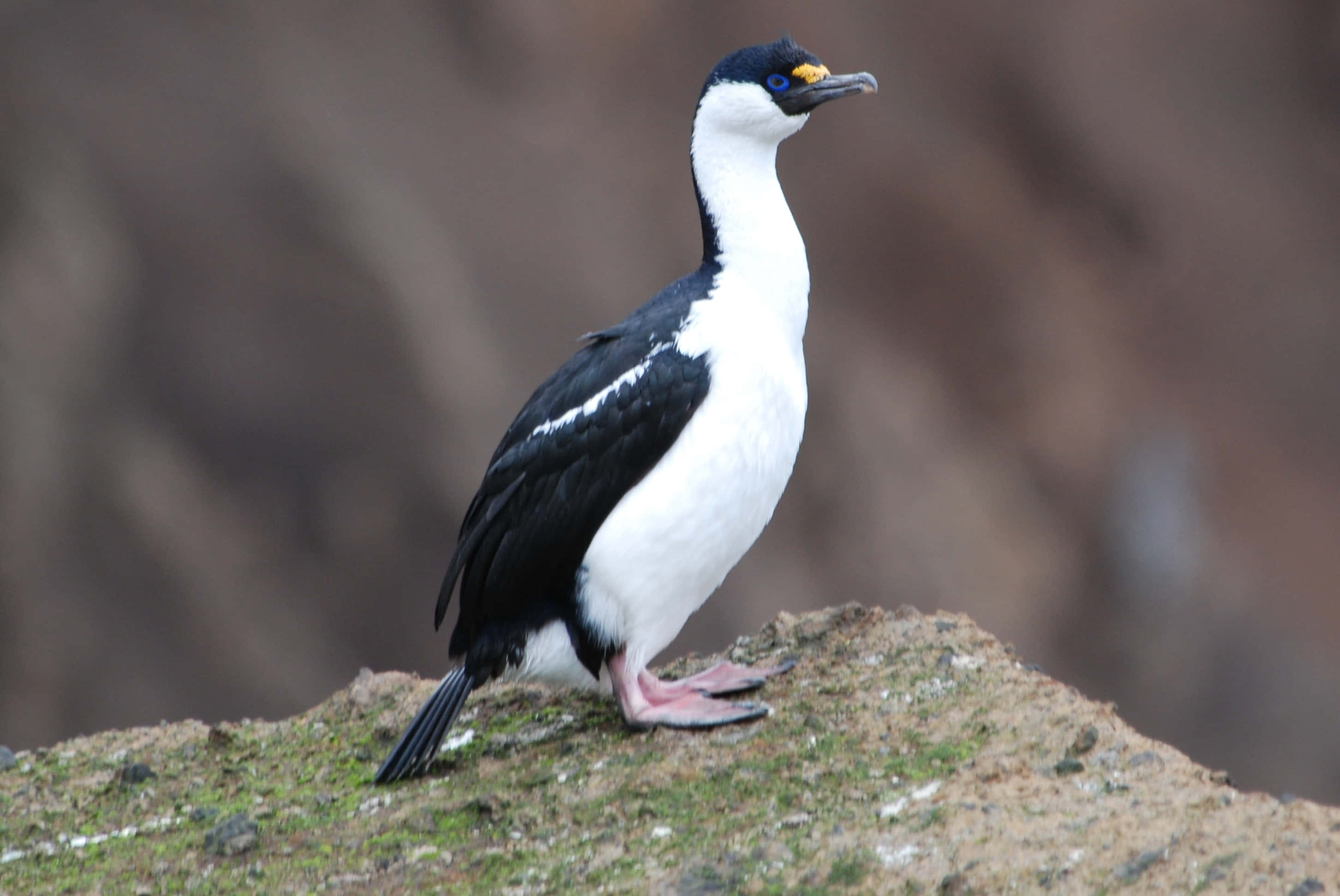 Imperial Shag, rocky ledge, mossy rock, 2K Desktop Wallpaper