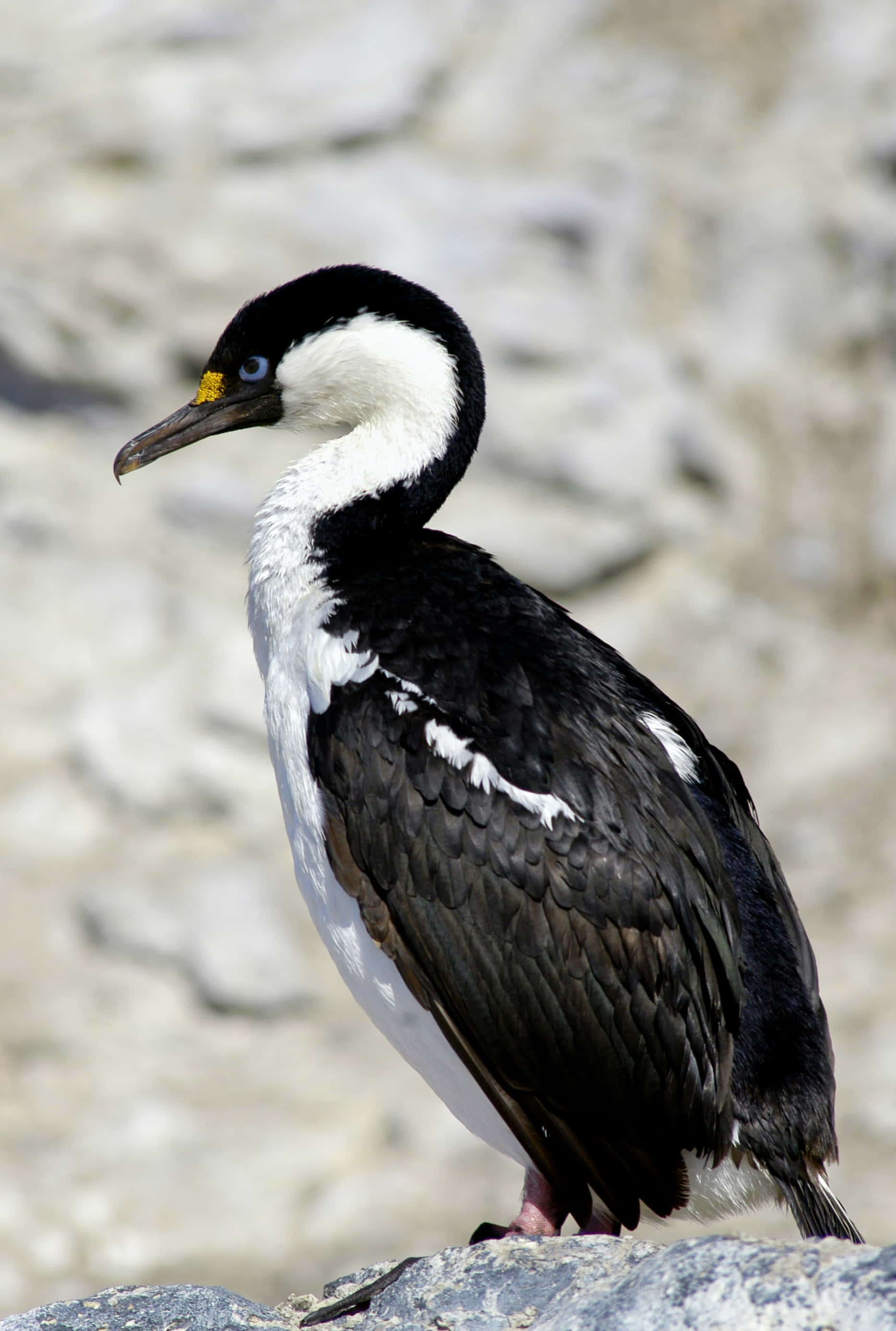 Imperial Shag, black and white cormorant, yellow patch near its eye, 2K Phone Wallpaper
