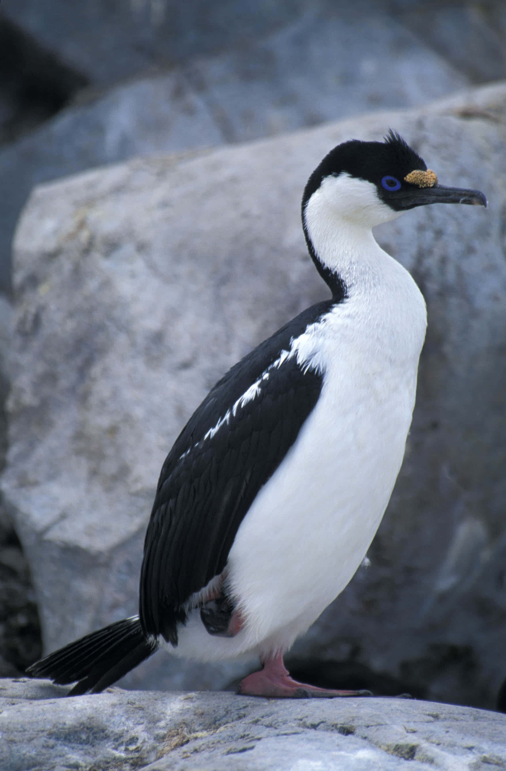 Imperial Shag, black and white cormorant, vivid blue eye, 2K Phone Wallpaper