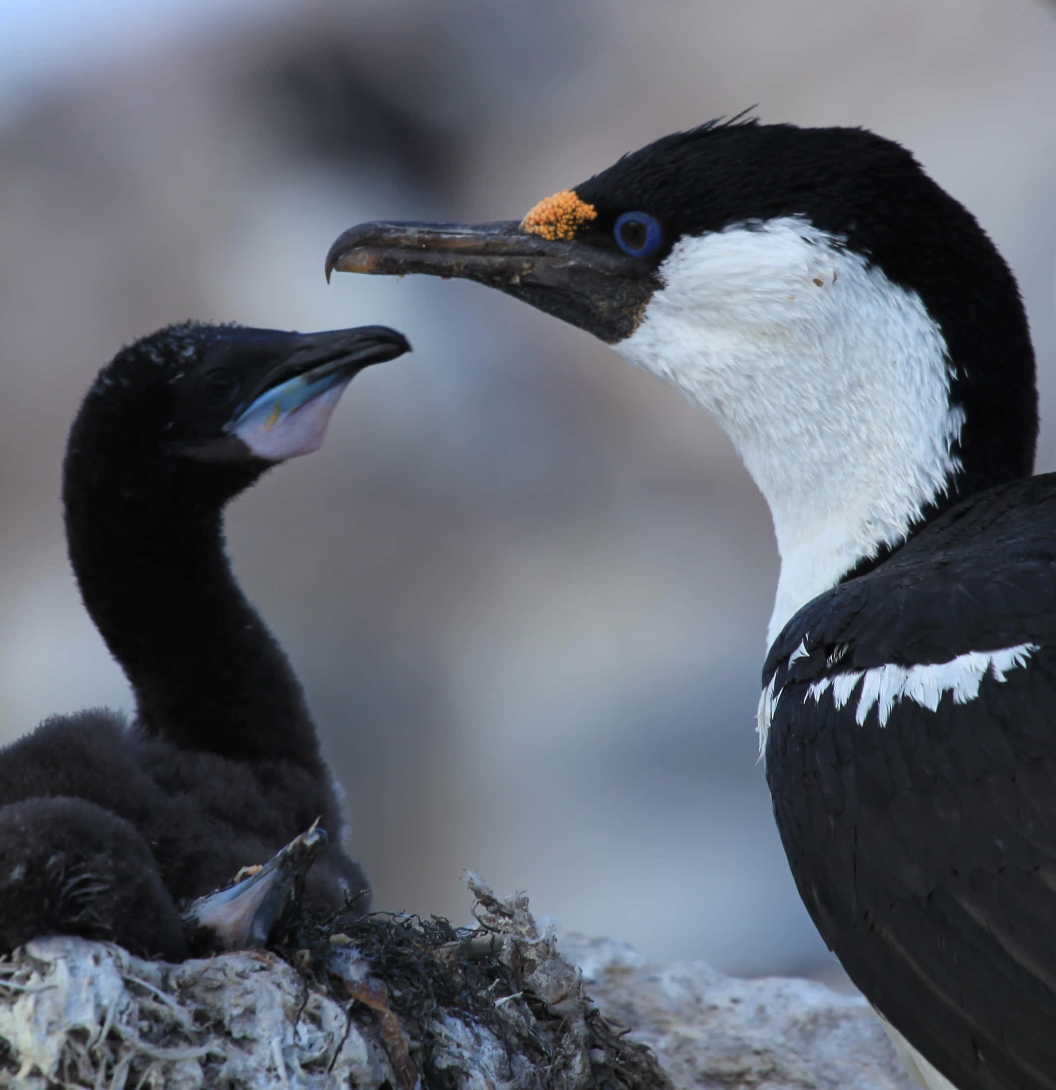 Imperial Shag, chick, rocky nest, Full HD Phone Wallpaper