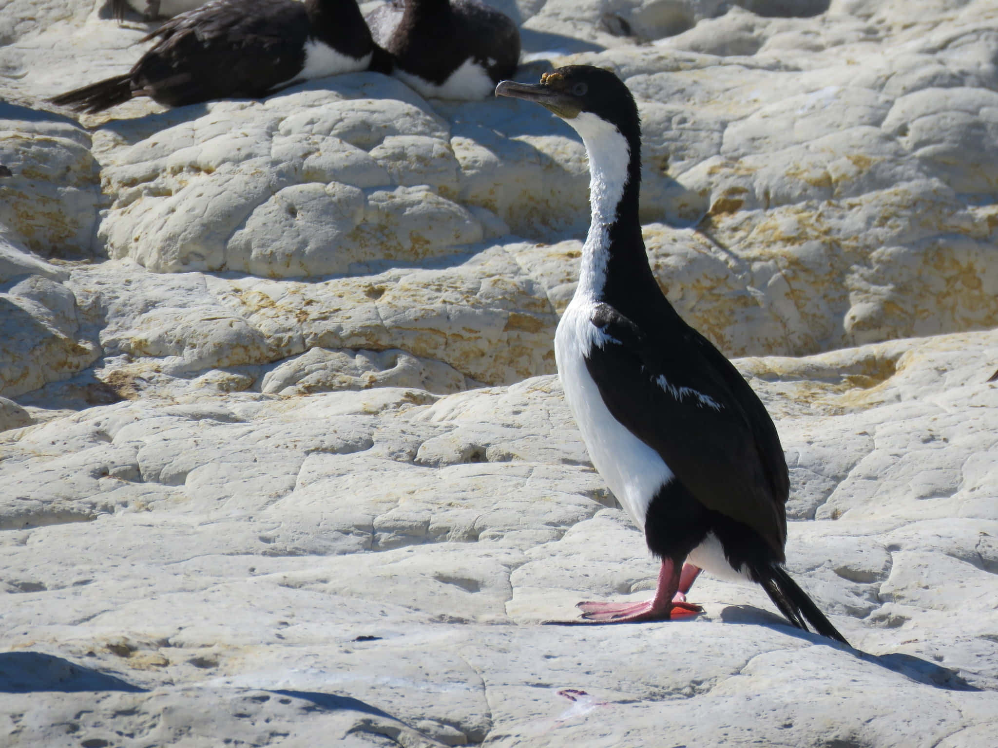Imperial Shag, rocky shore, sunlit, Full HD Desktop Wallpaper