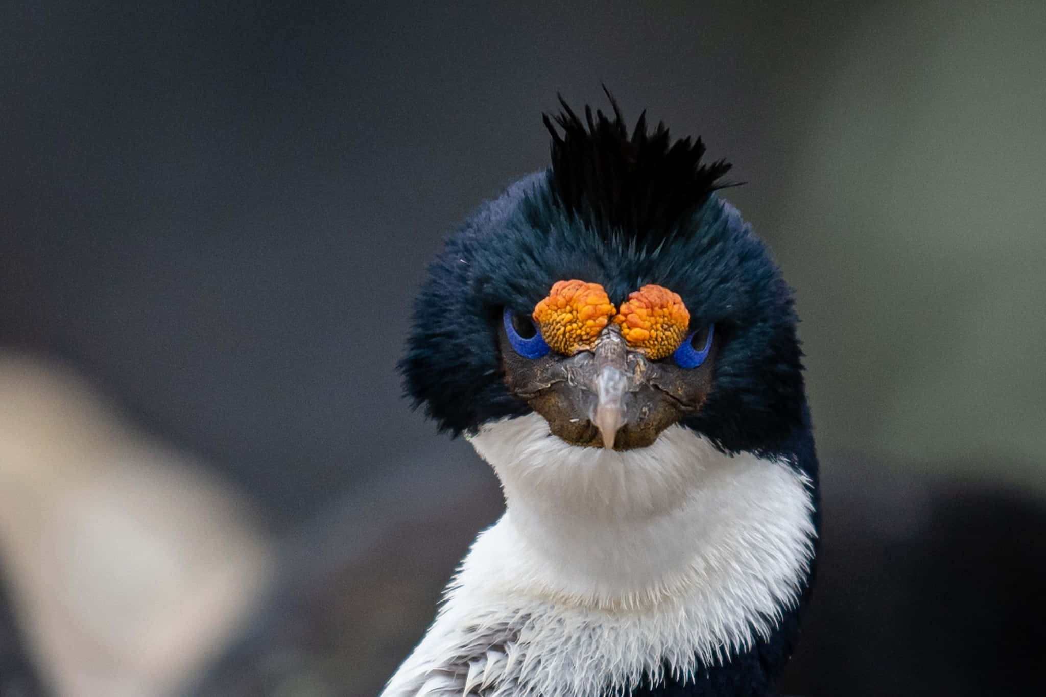 Imperial Shag, black plumage, white throat, Full HD Desktop Wallpaper