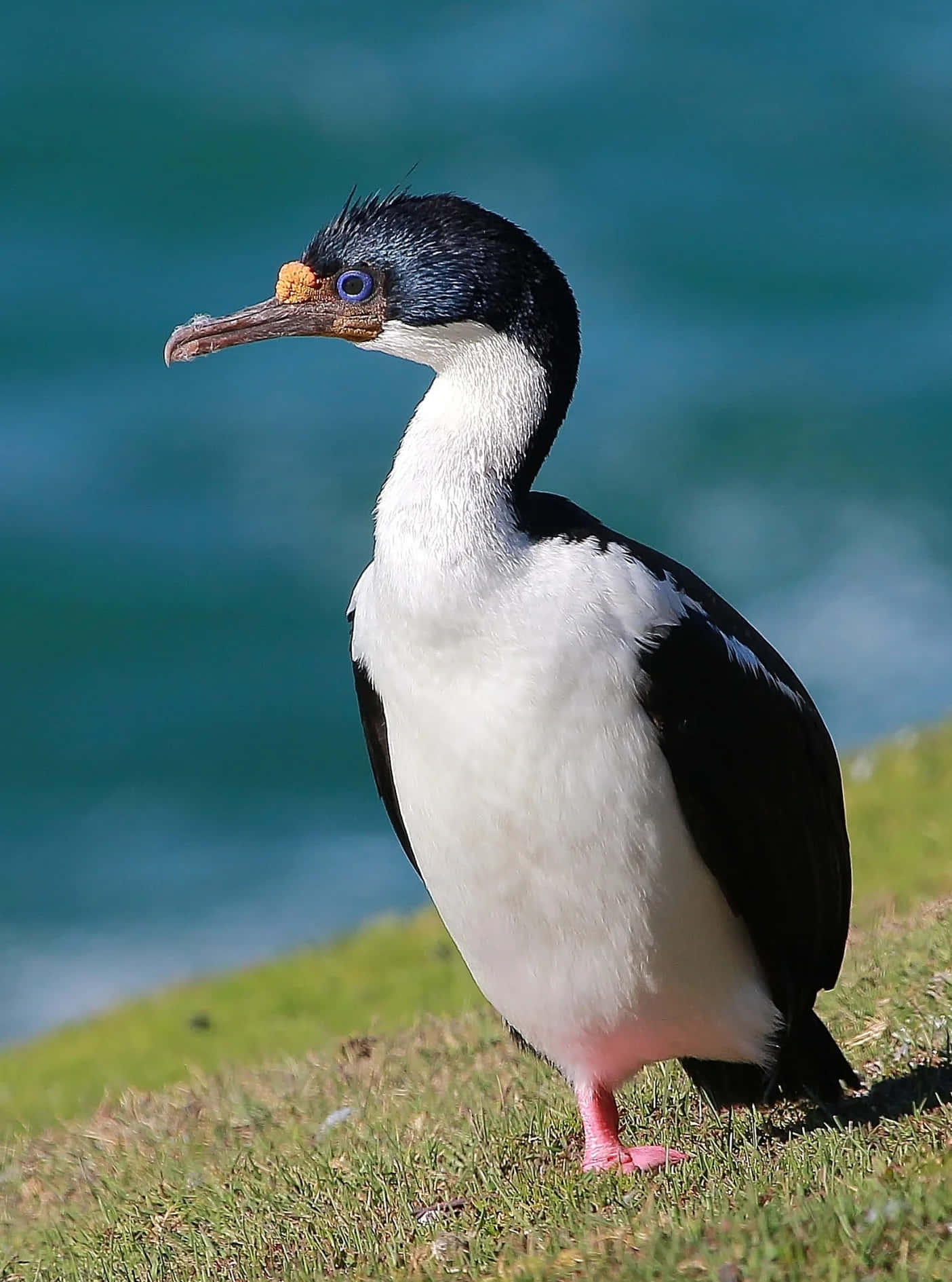 Imperial Shag, seaside, black and white cormorant, HD Phone Wallpaper