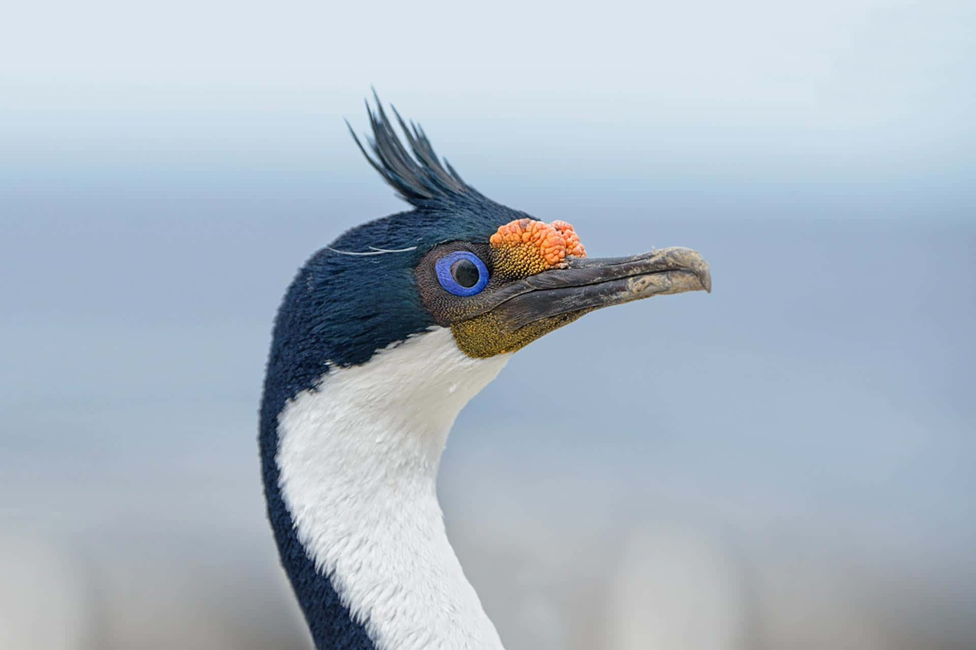 Imperial Shag, crested cormorant, vibrant blue eye, Full HD Desktop Wallpaper