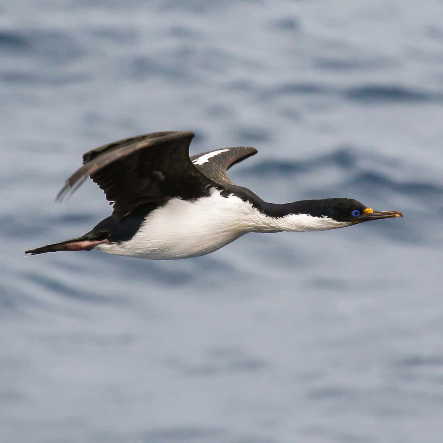 Imperial Shag, black and white, cormorant, HD Desktop Wallpaper