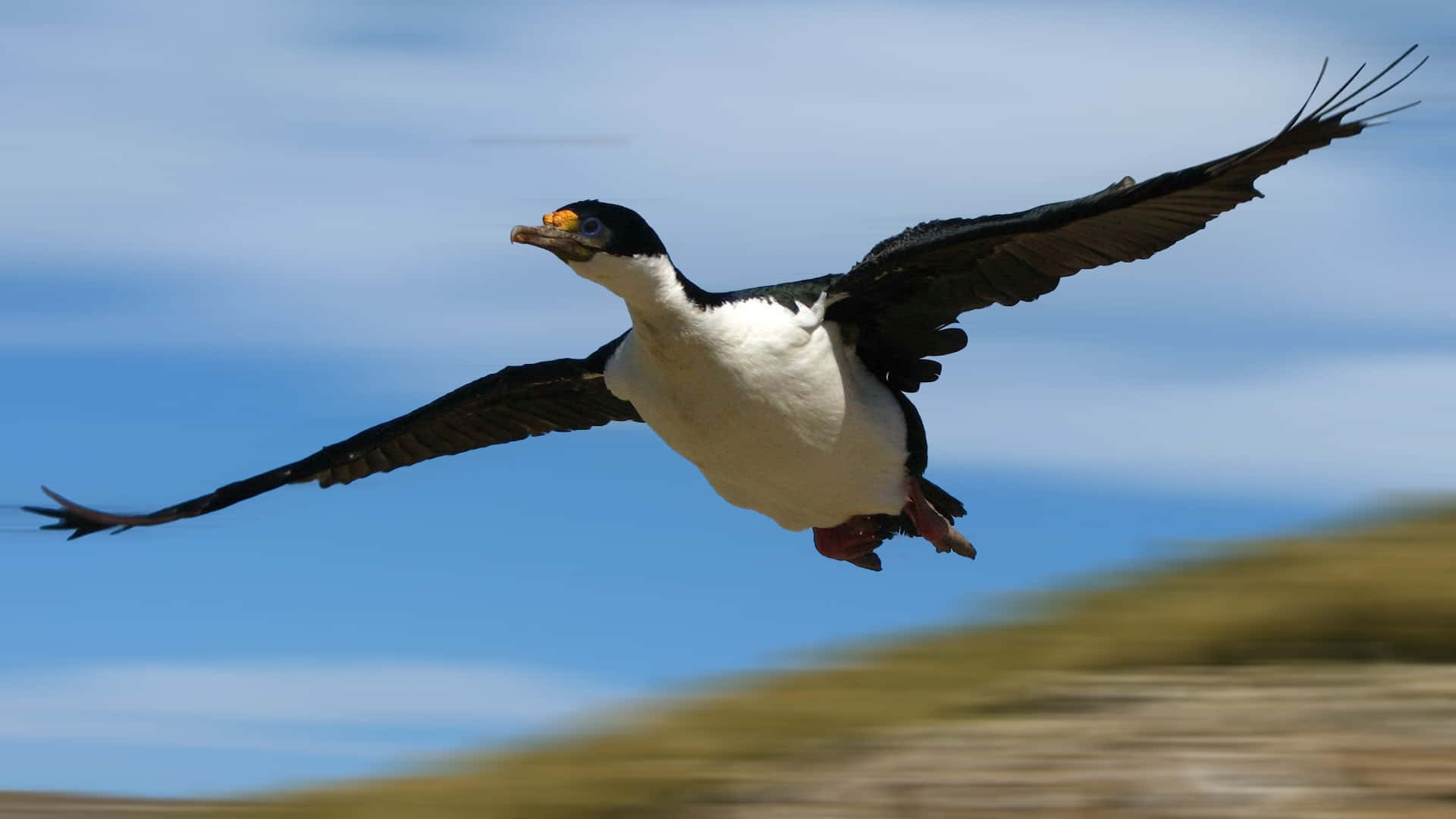 Imperial Shag, black and white cormorant, bright blue sky, Full HD Desktop Wallpaper