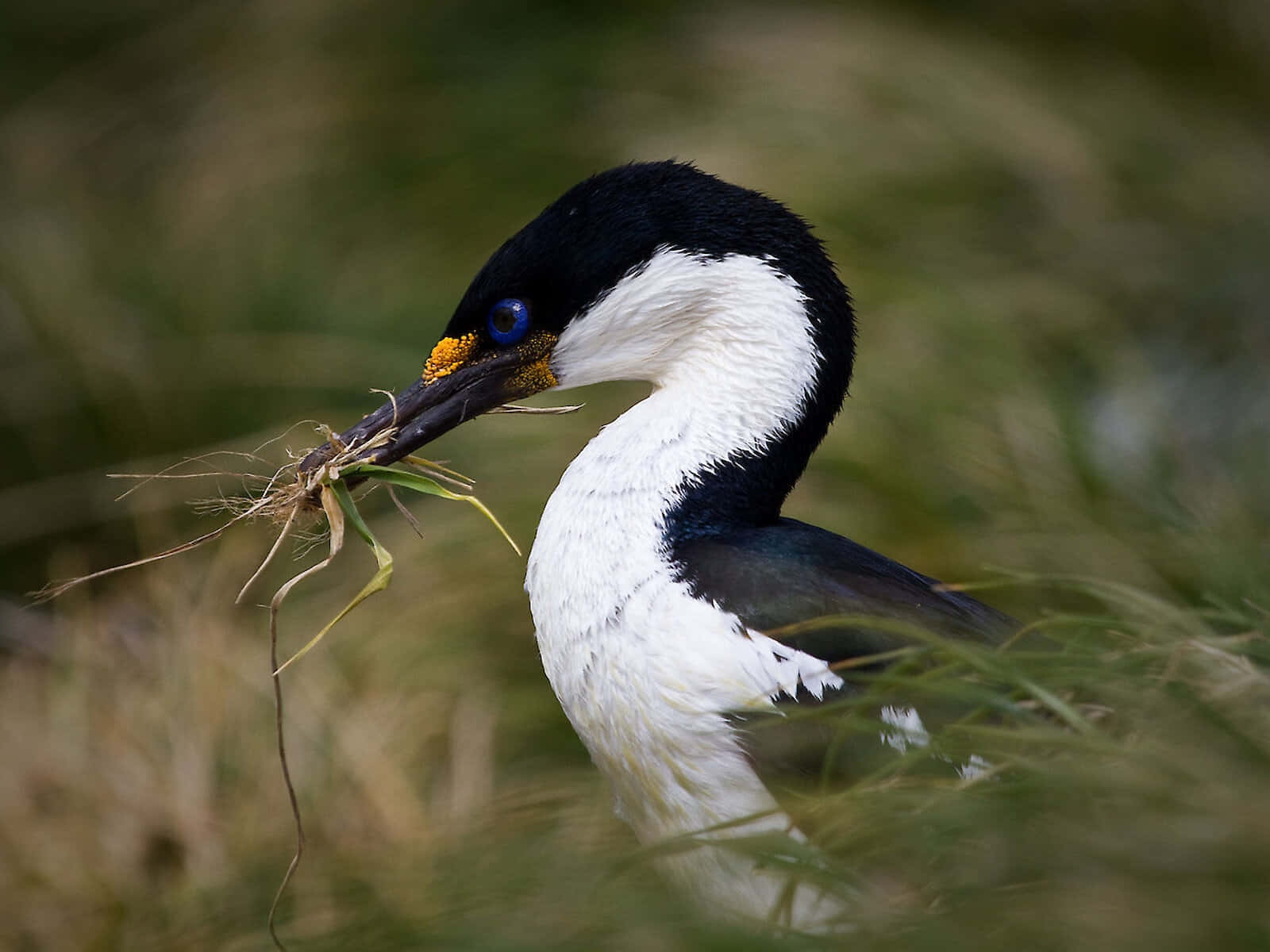 Imperial Shag, black and white bird, blue eye, HD Desktop Wallpaper