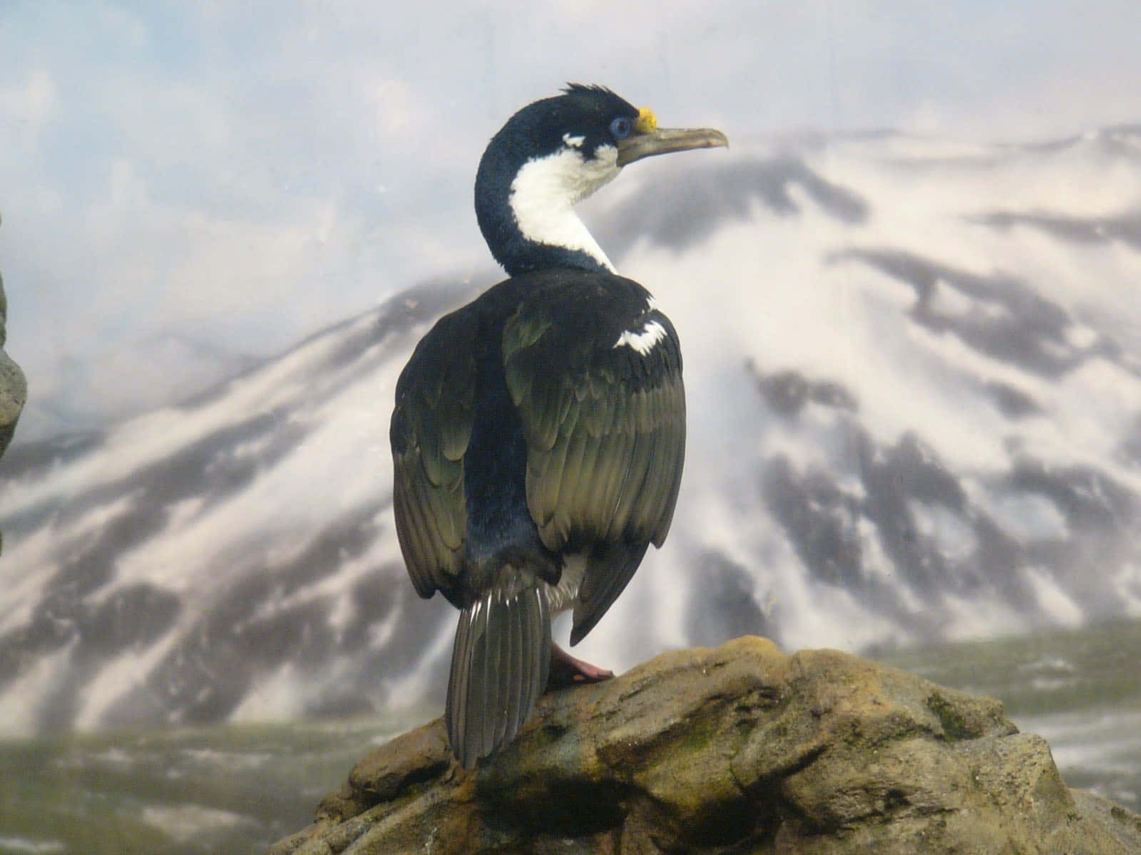 Imperial Shag, snow-capped mountains, crashing waves, HD Desktop Wallpaper