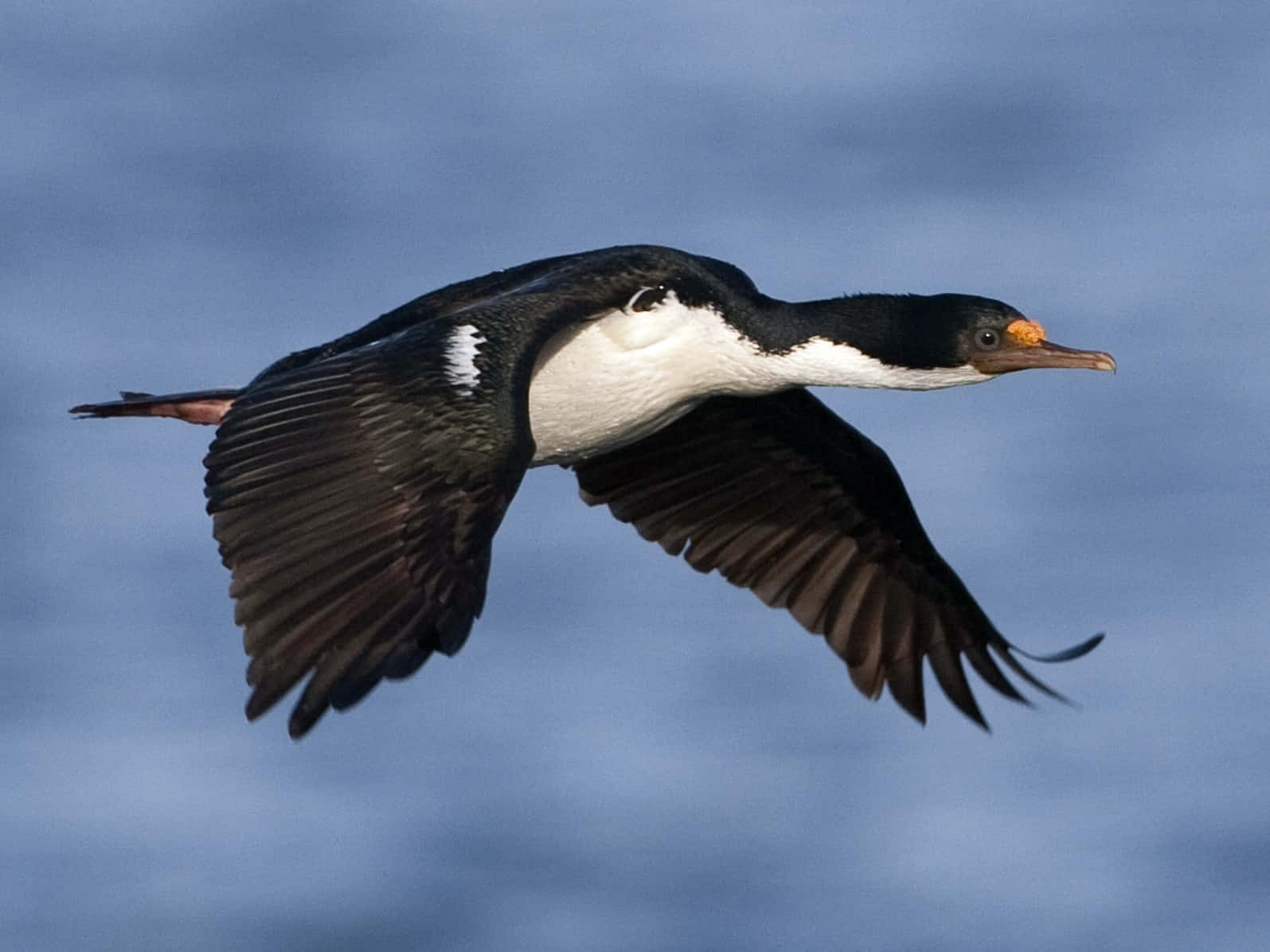 Imperial Shag, black and white cormorant, wings spread wide, HD Desktop Wallpaper