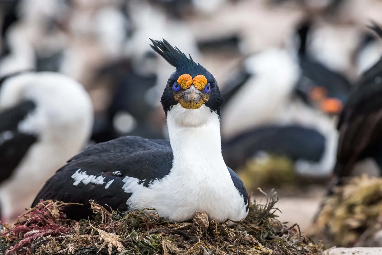Imperial Shag, crested cormorant, bright orange facial skin, HD Desktop Wallpaper