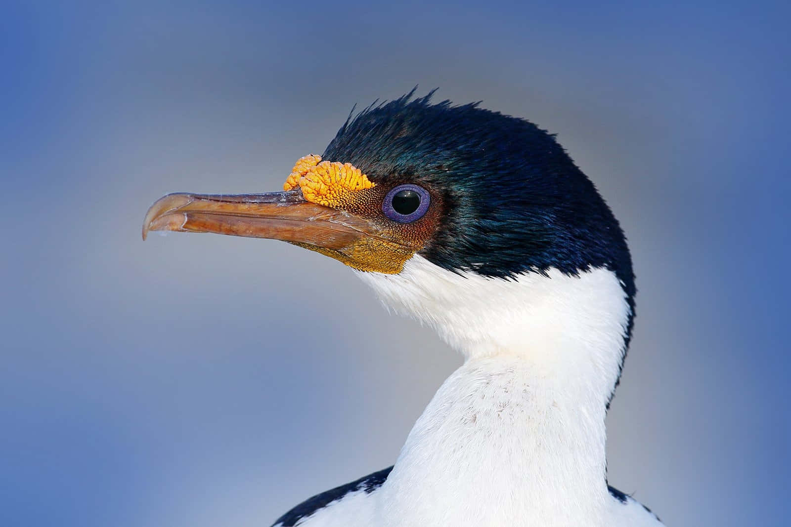 Imperial Shag, cormorant's head, sharp beak, HD Desktop Wallpaper