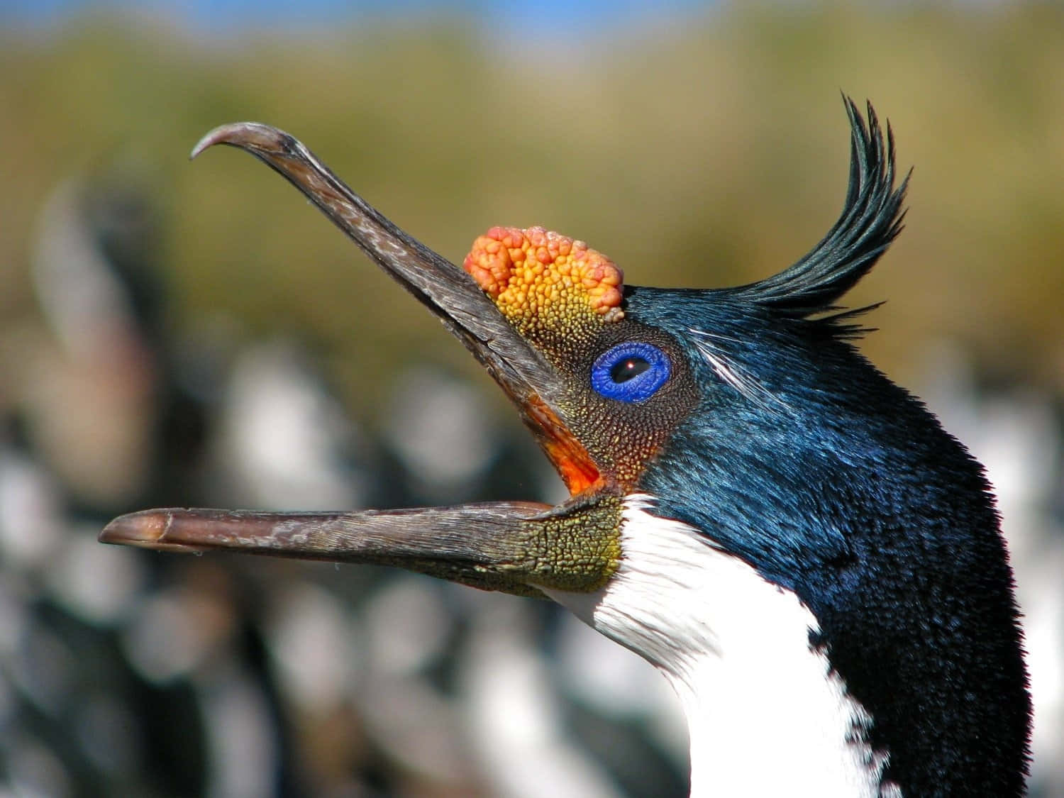 Imperial Shag, crested bird, bright orange warty head, HD Desktop Wallpaper