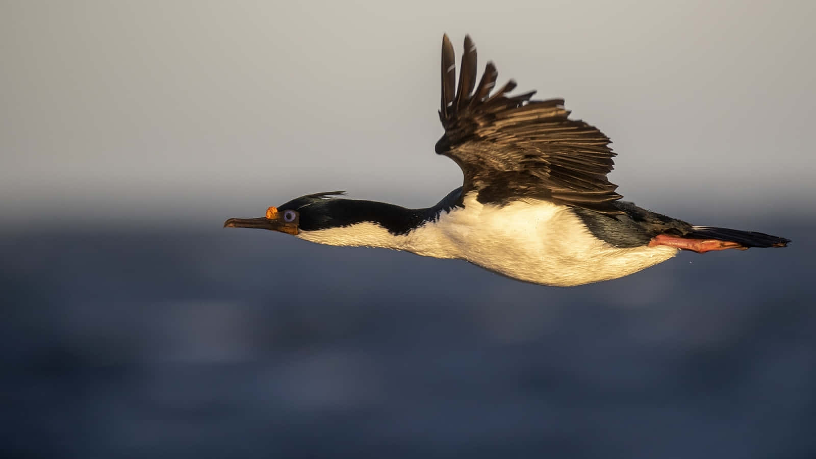 Imperial Shag, black and white cormorant, wings spread wide, HD Desktop Wallpaper