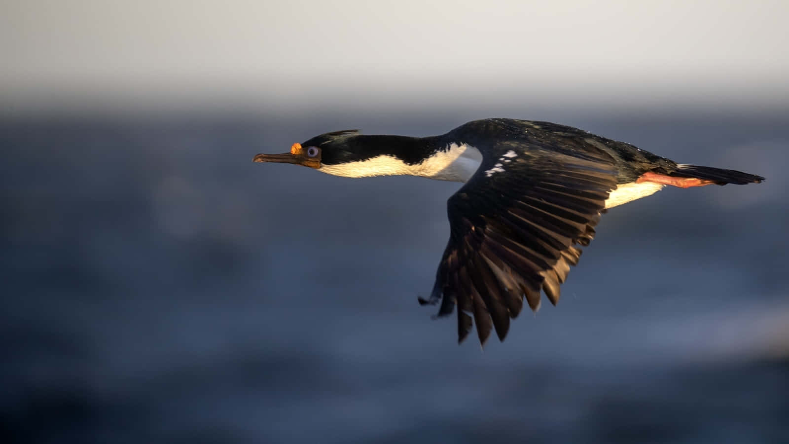 Imperial Shag, black and white cormorant, blurred ocean, HD Desktop Wallpaper