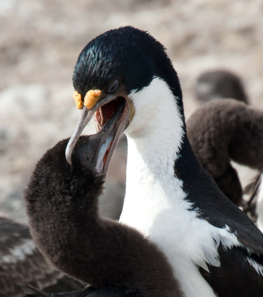 Imperial Shag, white chest, black head, SD Phone Wallpaper