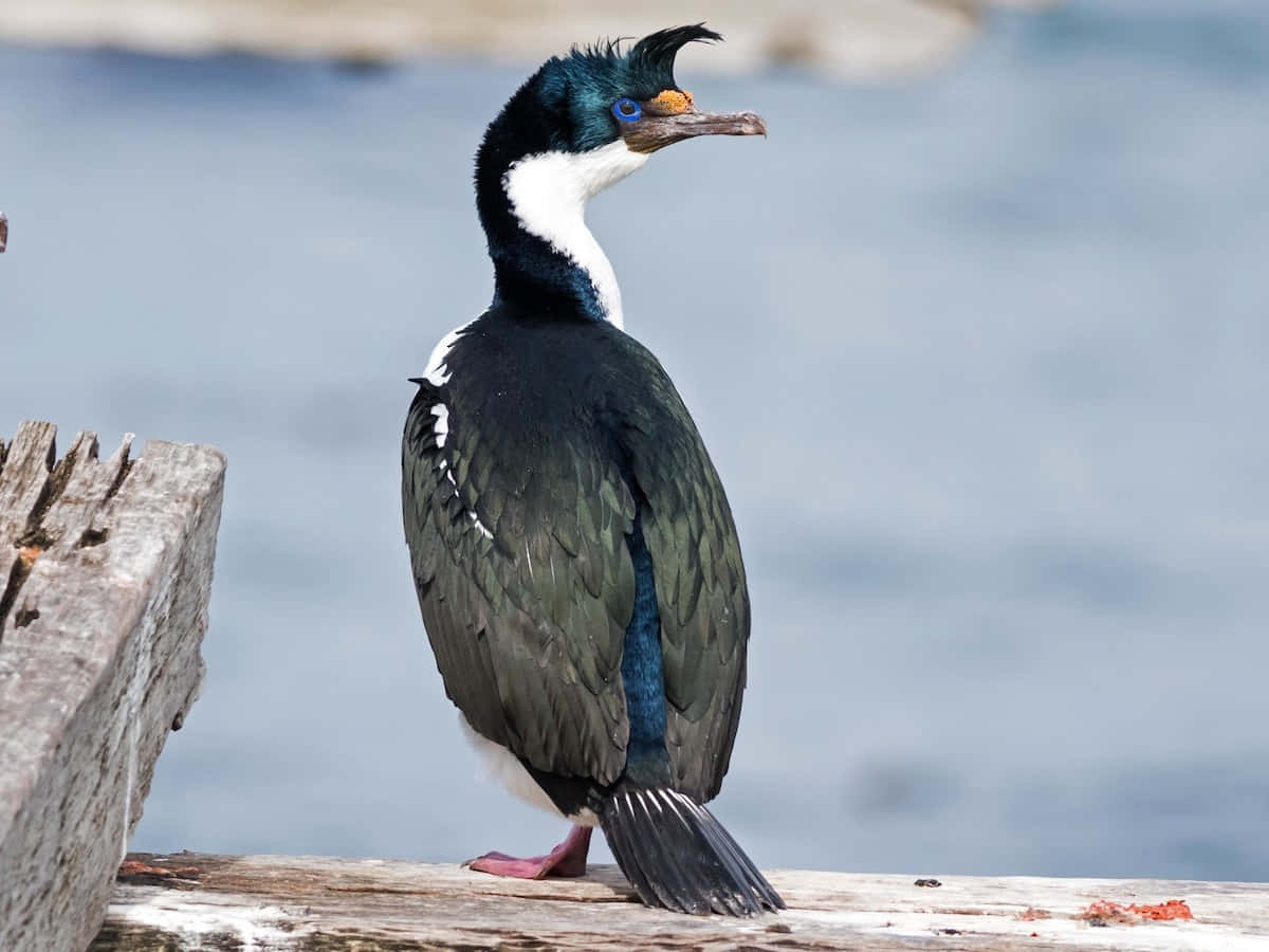 Imperial Shag, crested cormorant, iridescent blue-black feathers, SD Desktop Wallpaper