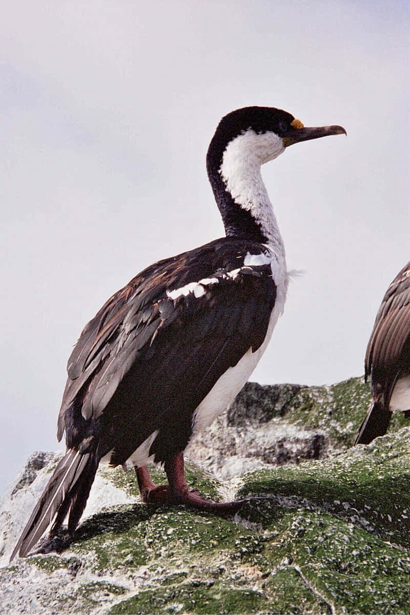 Imperial Shag, rocky outcrop, mossy rock, SD Phone Wallpaper