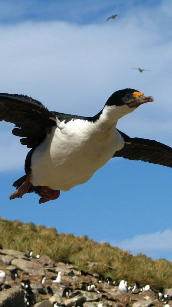Imperial Shag, black and white cormorant, bright blue sky, HD Phone Wallpaper