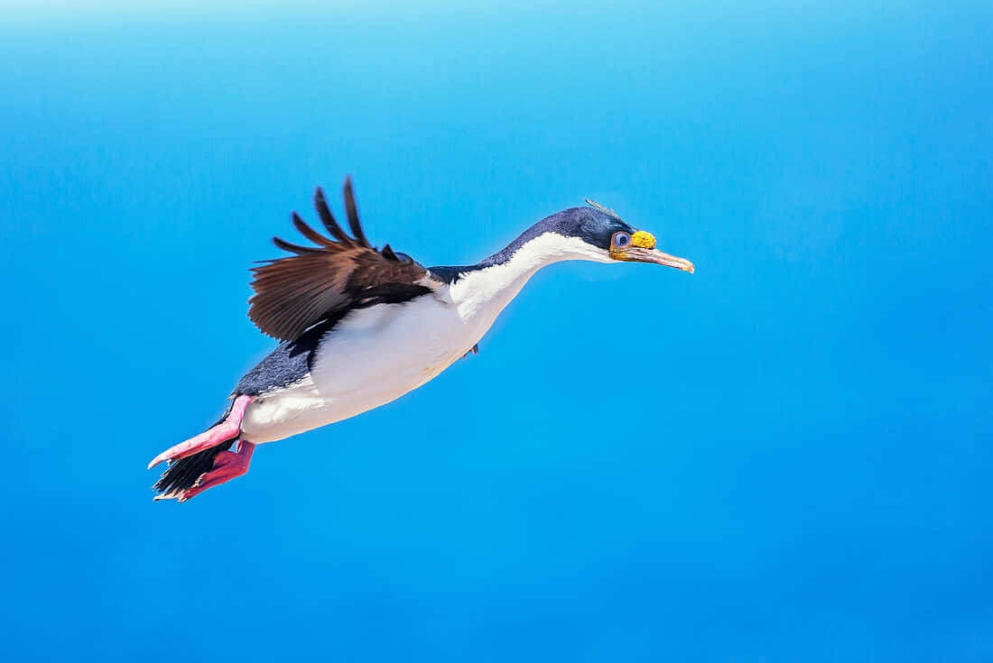 Imperial Shag, vivid blue sky, wings spread wide, SD Desktop Wallpaper