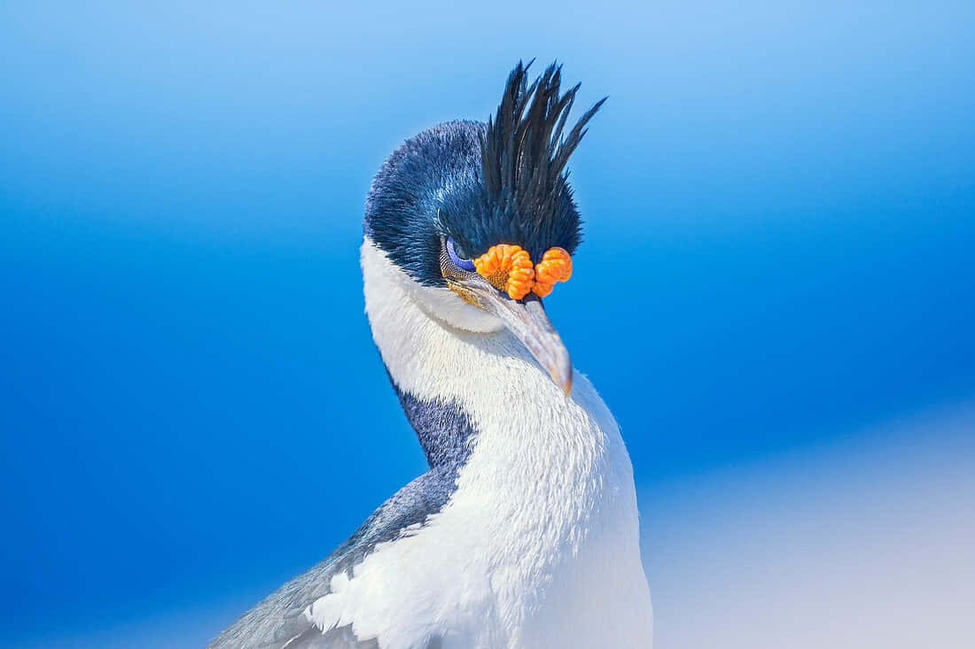 Imperial Shag, blue background, crested bird, SD Desktop Wallpaper