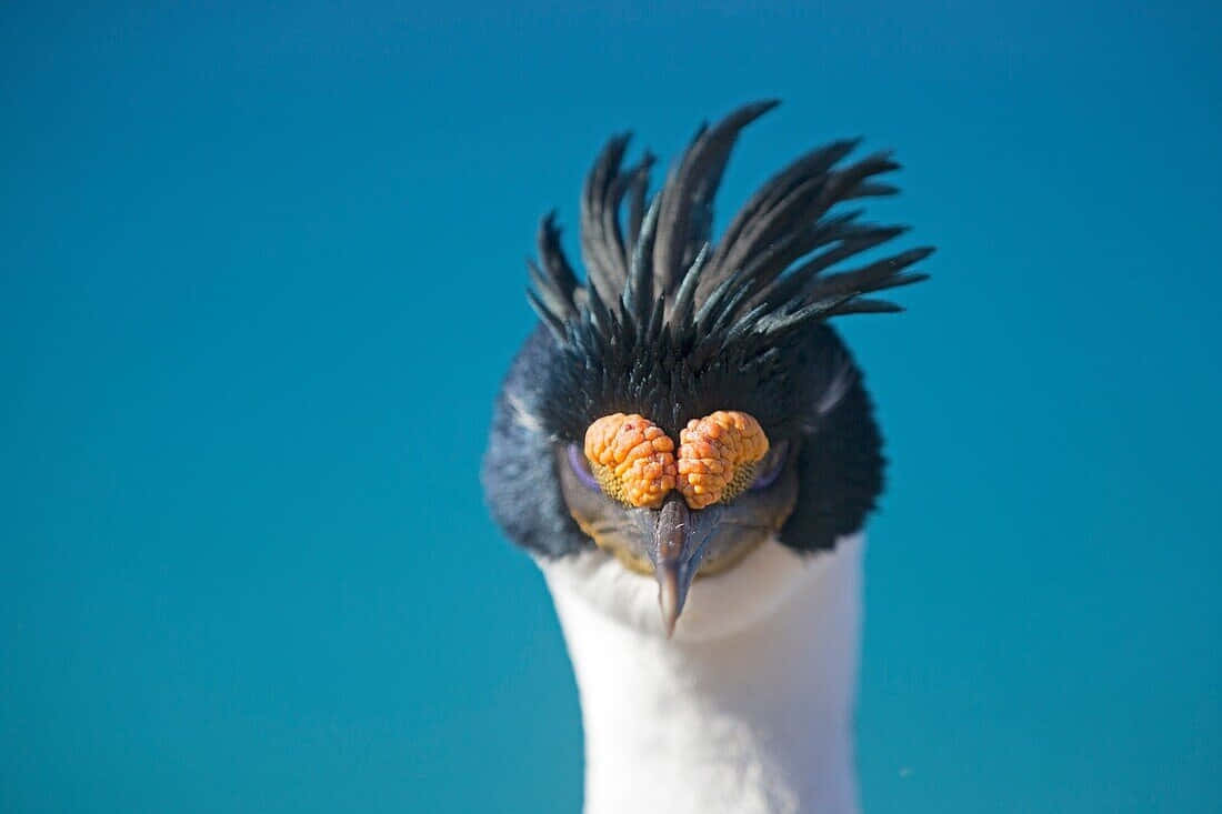 Imperial Shag, king vulture, spiky black crest, SD Desktop Wallpaper