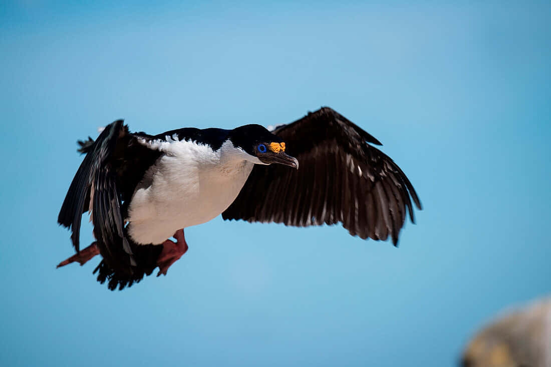 Imperial Shag, black and white, wings spread wide, SD Desktop Wallpaper