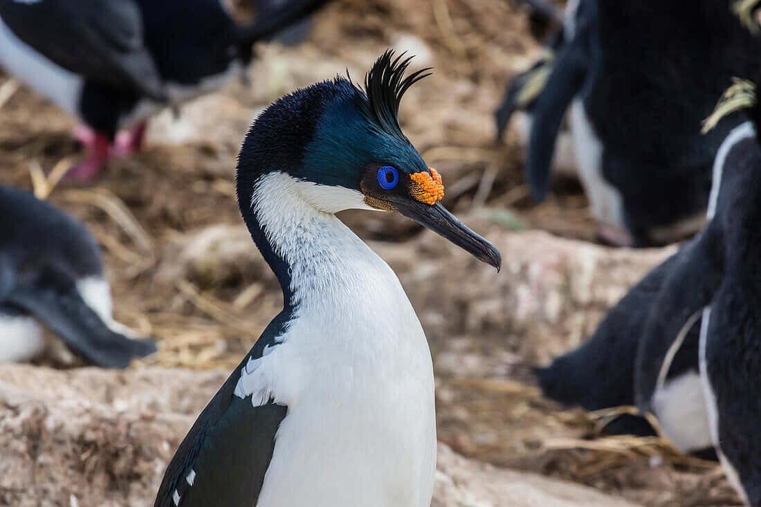 Imperial Shag, blue eye, orange beak, SD Desktop Wallpaper