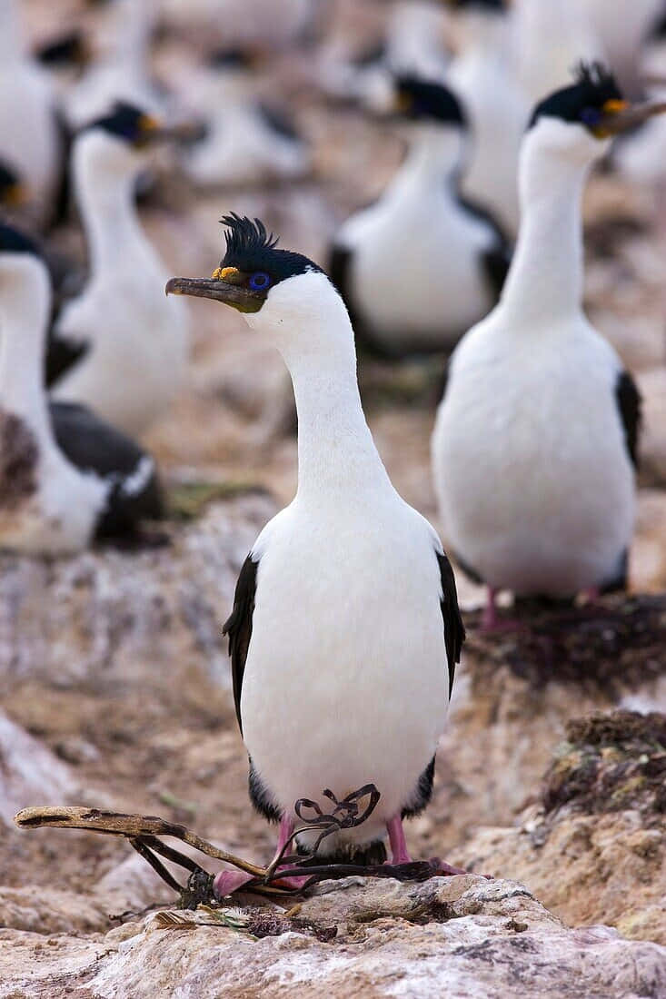 Imperial Shag, crested cormorant, black head, SD Phone Wallpaper