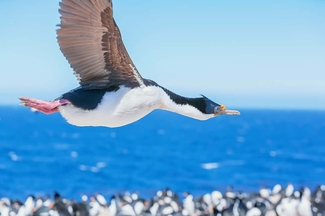 Imperial Shag, black and white cormorant, blue ocean, SD Desktop Wallpaper