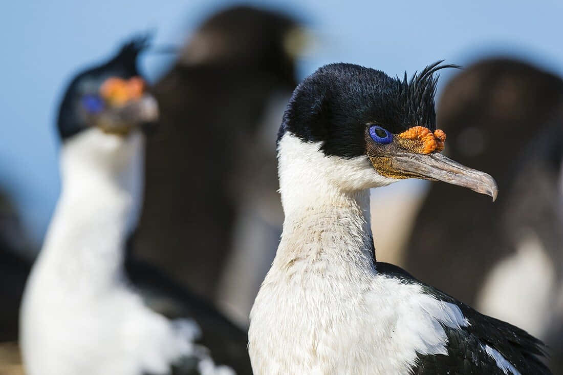 Imperial Shag, crested cormorant, blue eye, SD Desktop Wallpaper