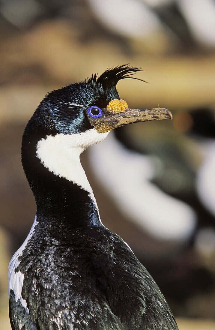 Imperial Shag, crested cormorant, blue eye, SD Phone Wallpaper