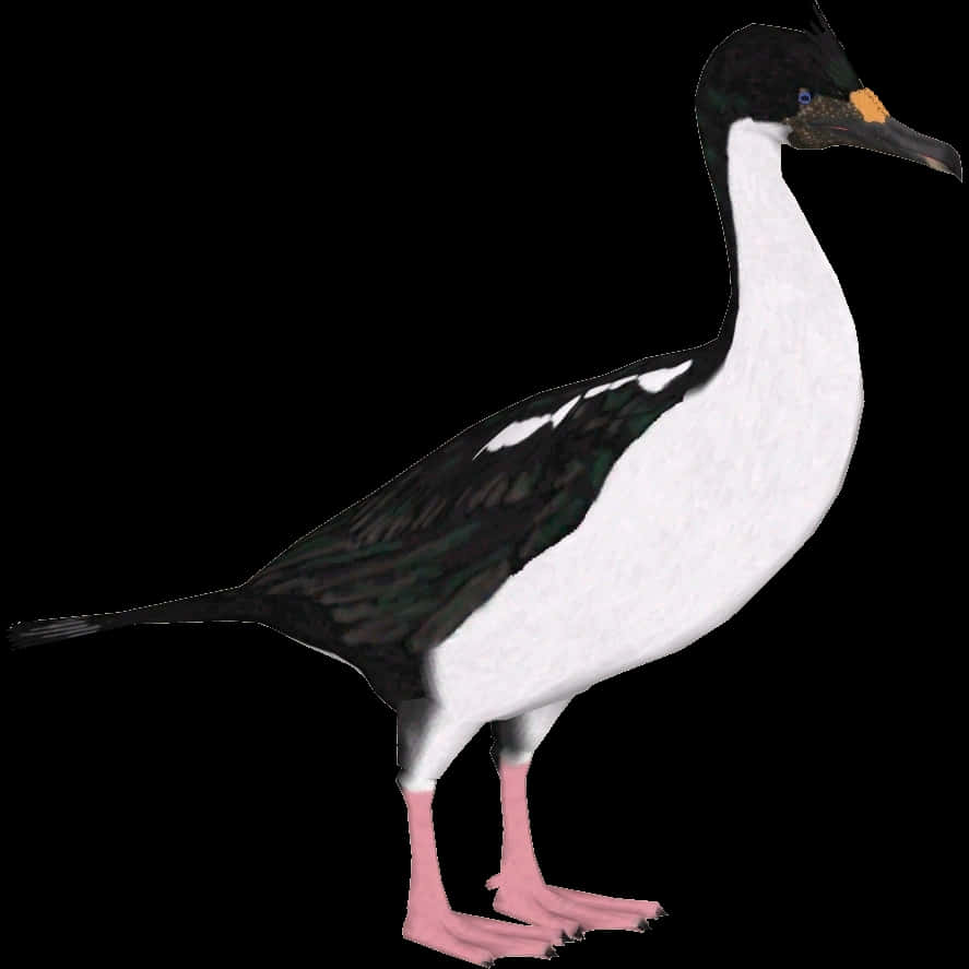 Imperial Shag, black head, back white underparts, SD Desktop Wallpaper