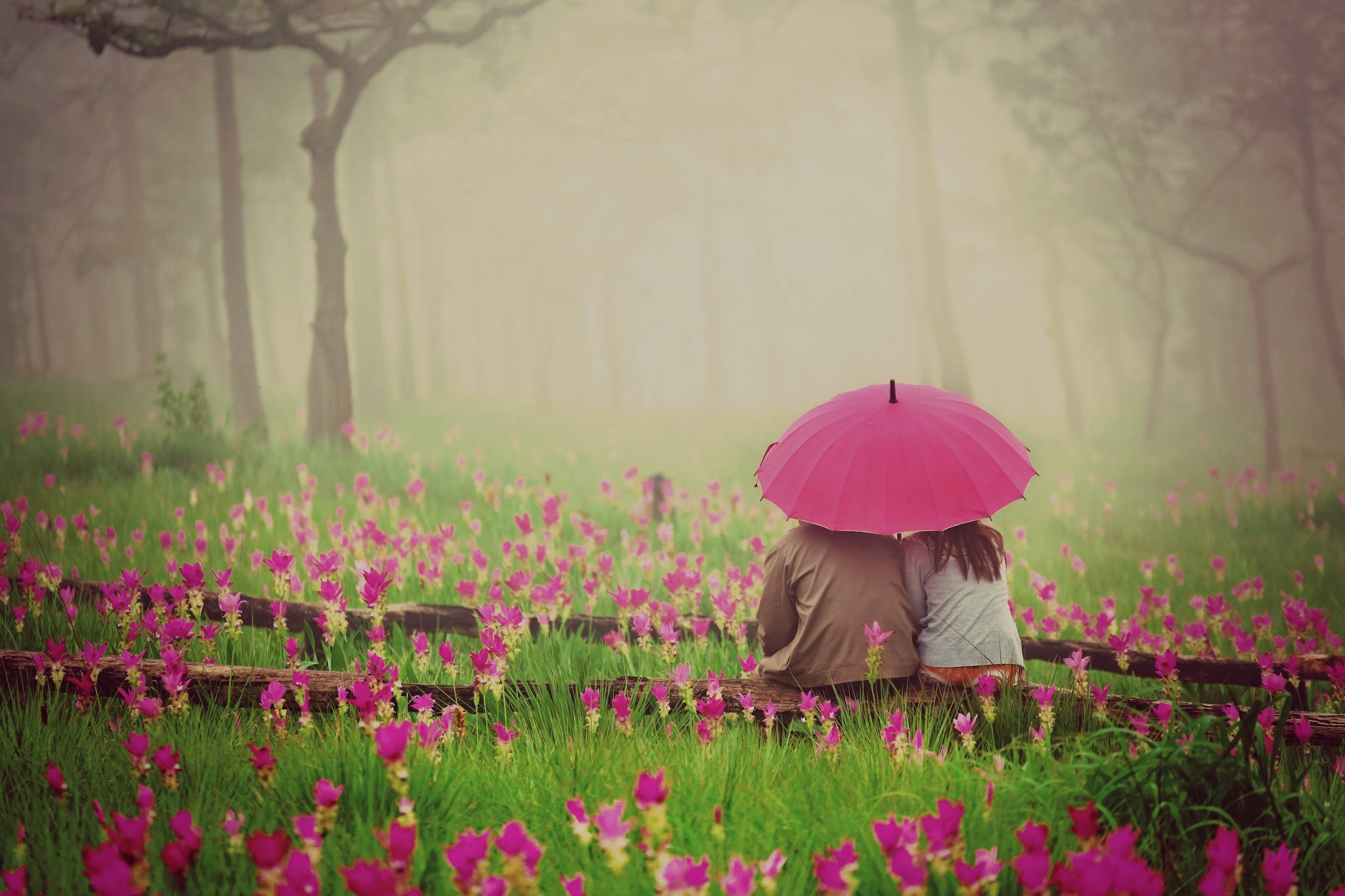 In Love Couples, pink umbrella, bench, 2K Desktop Wallpaper