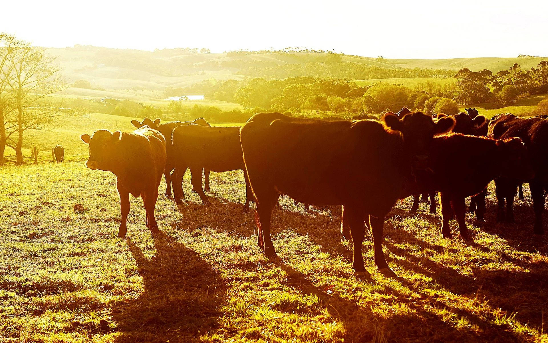 cows, sunset, sunlit field, Full HD Desktop Wallpaper