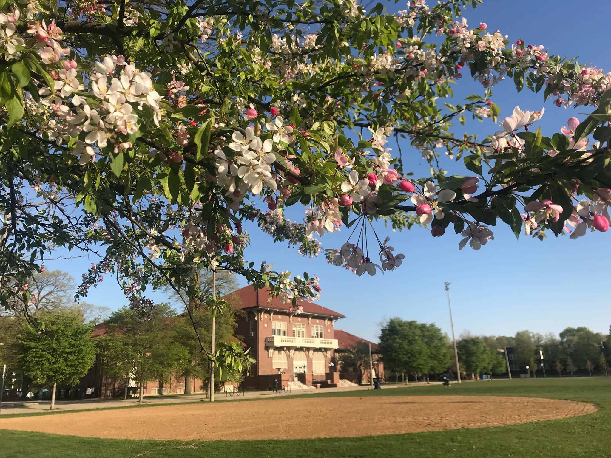 Independence Park, pink cherry blossoms, white cherry blossoms, Full HD Desktop Wallpaper