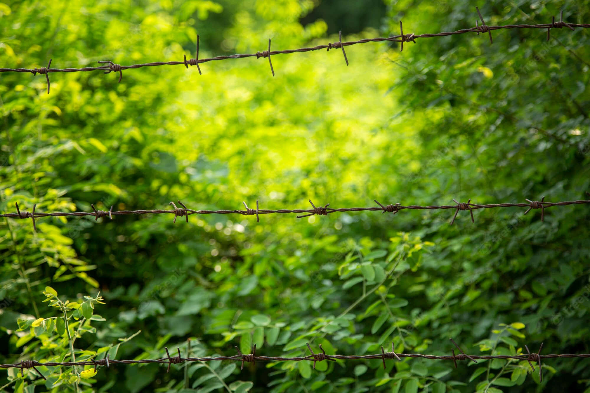 Independence Park, daybreak, rusted barbed wire, Full HD Desktop Wallpaper