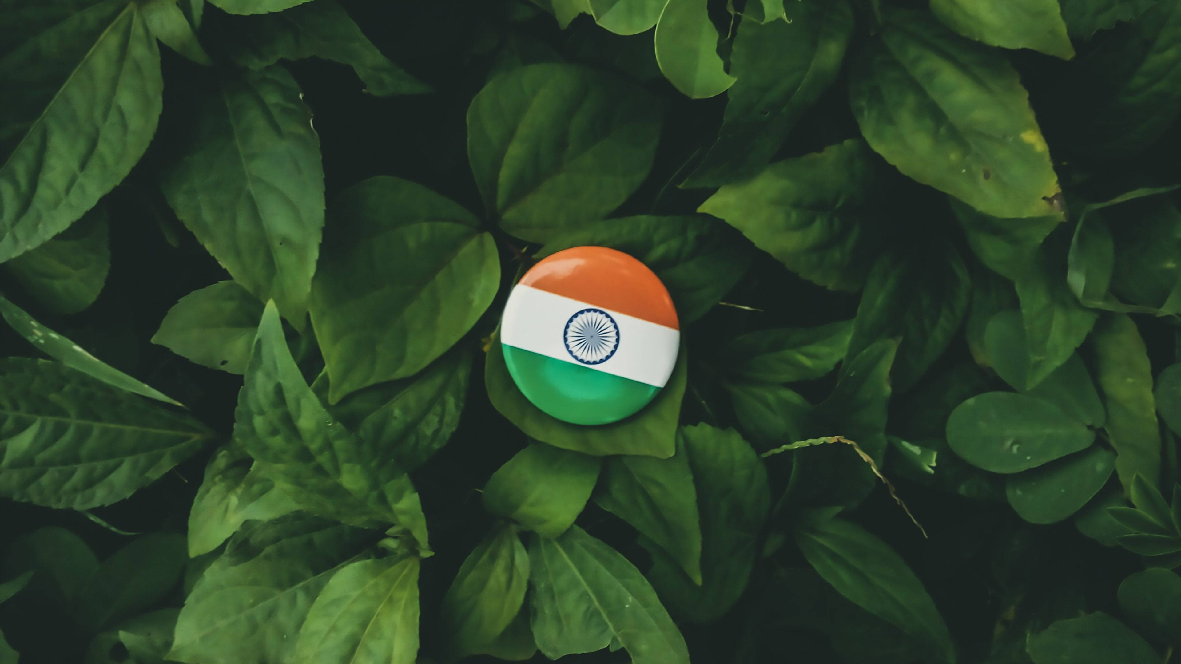 Indian Flag, circular Indian flag pin, lush green leaves, 4K Desktop Wallpaper