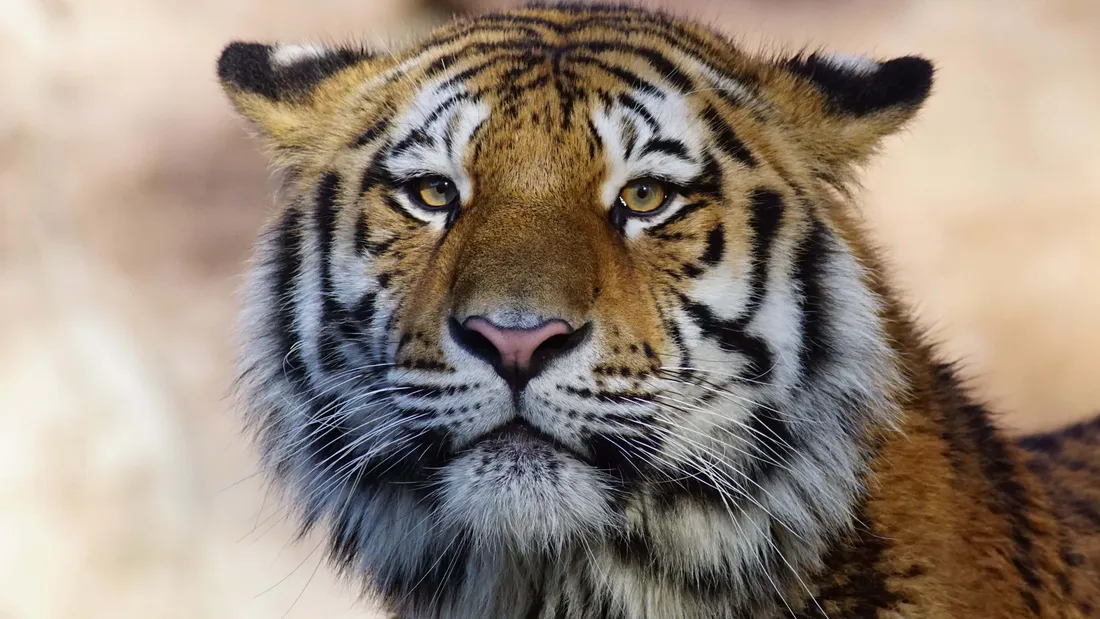 Indian Tiger