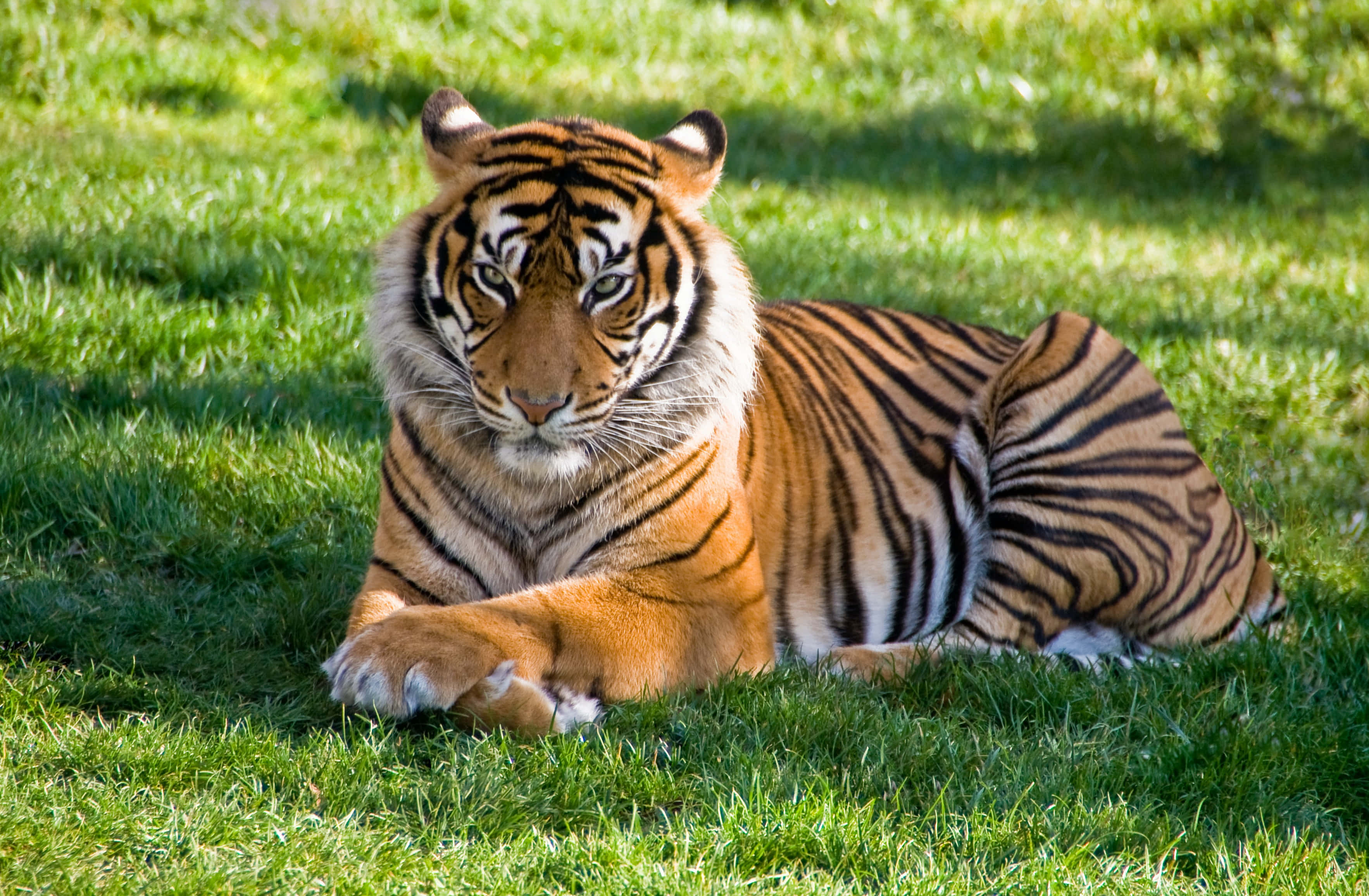 Indian Tiger, vibrant green grass, orange and black stripes, 2K Desktop Wallpaper